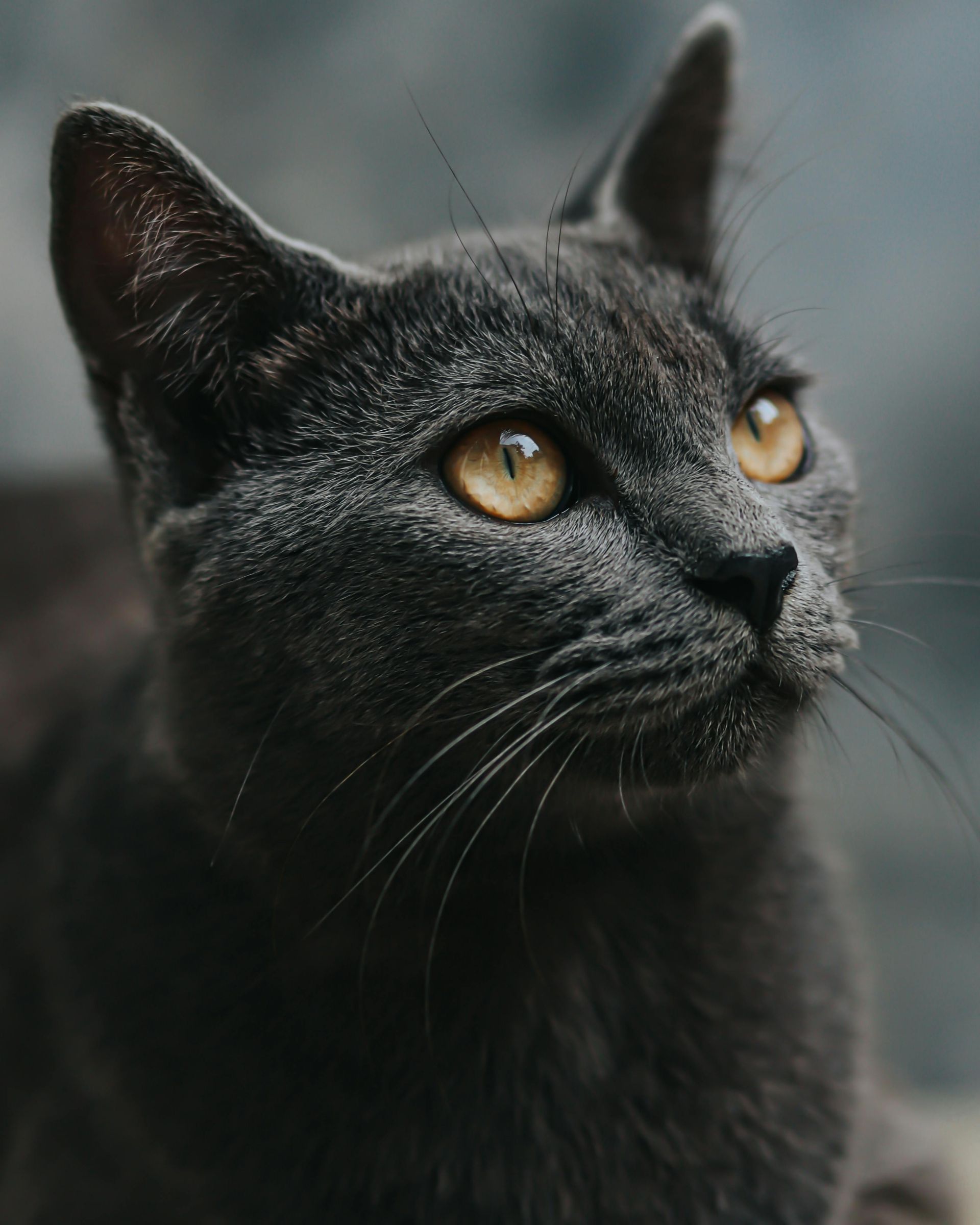 Intimate close-up of a black domestic cat with striking yellow eyes, showcasing its natural beauty.