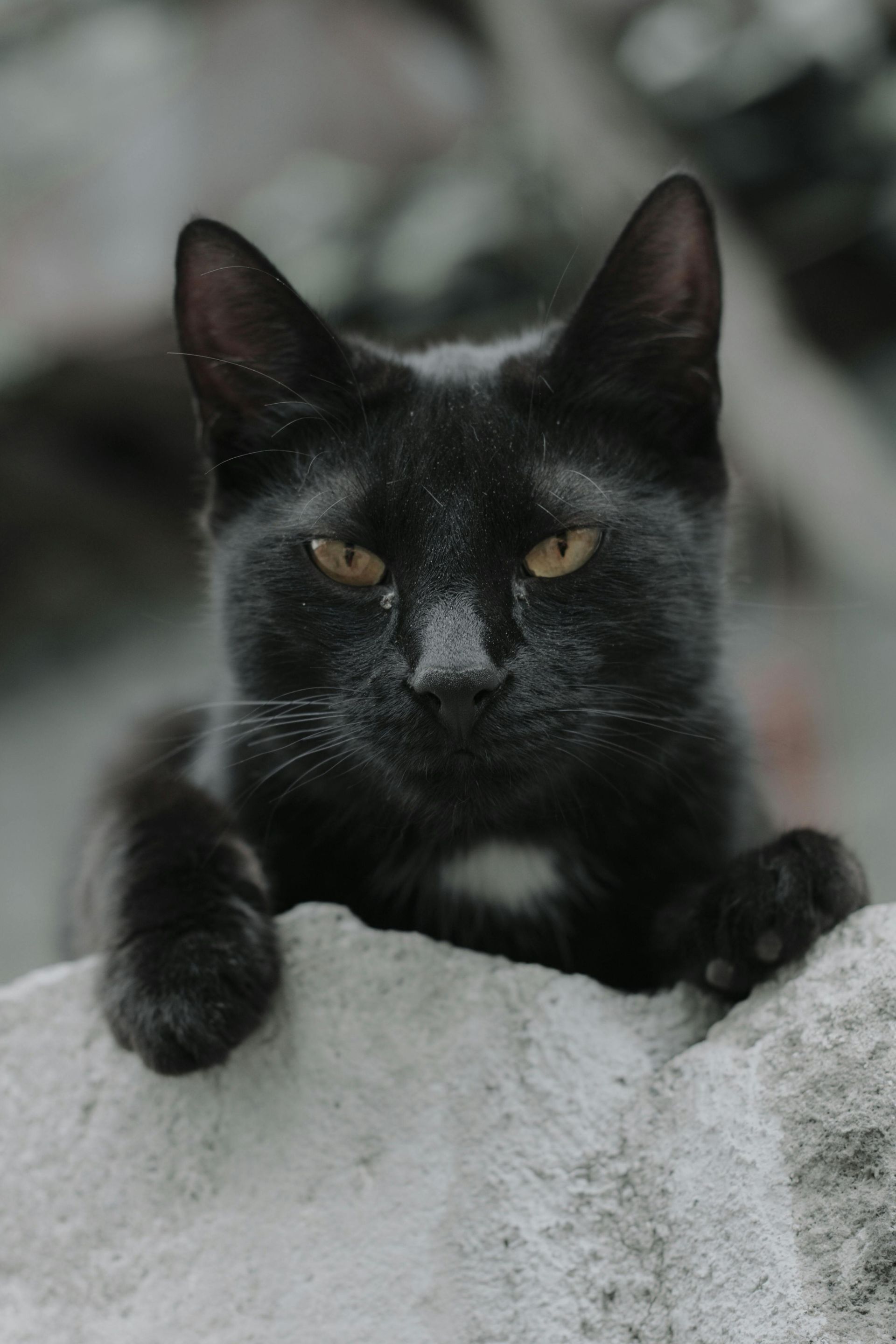 A captivating close-up portrait of a black cat with golden eyes resting on a stone wall.